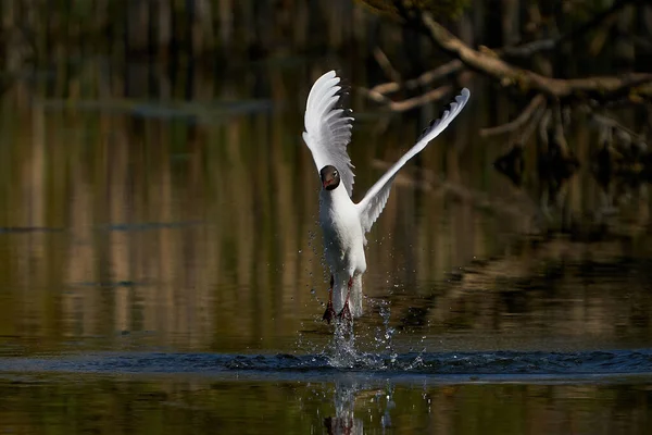 Mouette Tête Noire Vol Avec Végétation Arrière Plan — Photo