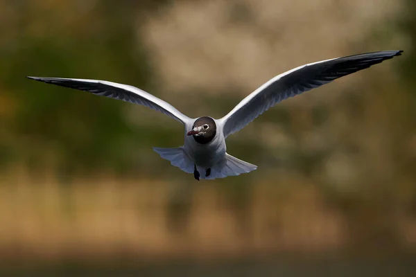 Black Headed Gull Flight Vegetation Background — Stock Photo, Image