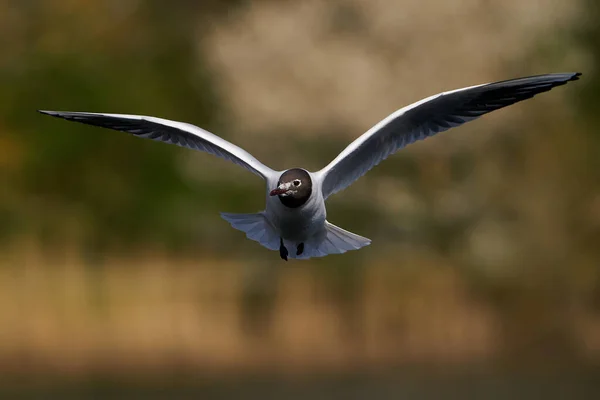 Schwarzkopfmöwe Flug Mit Vegetation Hintergrund — Stockfoto