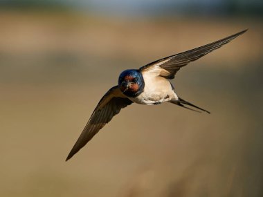 Danimarka 'daki habitatında ahır kırlangıcı