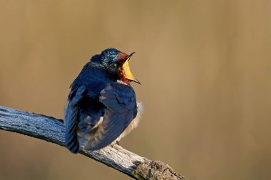 Danimarka 'daki habitatında ahır kırlangıcı