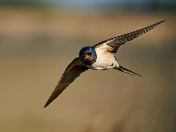 Hirondelle Rustique Dans Son Habitat Danemark — Photo