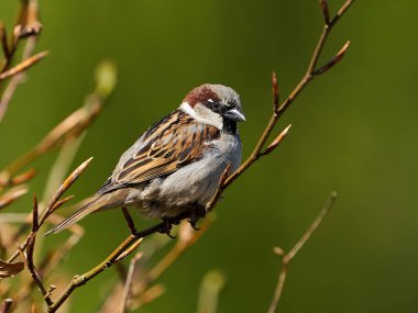 Danimarka 'daki doğal habitatında serçe (Passer domesticus)