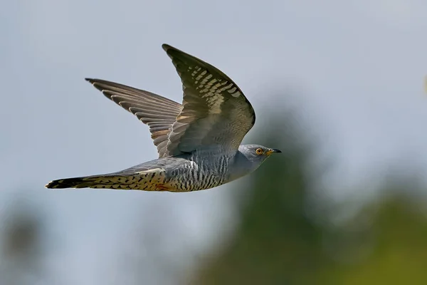 Koekoekoek Cuculus Canorus Tijdens Vlucht Zijn Deense Habitat — Stockfoto