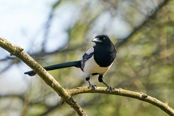 Eurasiatisk Skata Pica Pica Sin Naturliga Livsmiljö — Stockfoto