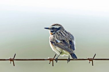 Whinchat (Saxicola rubetra) yaşam alanındaki dikenli telin üzerinde dinleniyor.
