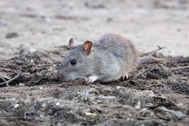 Danimarka 'nın başkenti Kopenhag' da kahverengi sıçan (Rattus norvegicus)