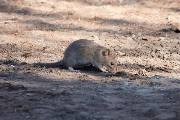 Brown Rat Rattus Norvegicus Столиці Данії Копенгагені — стокове фото