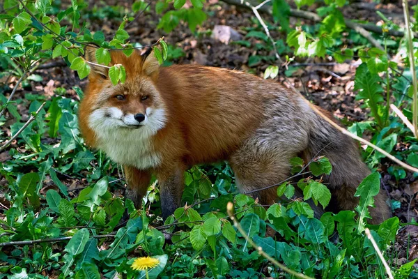 Lisica Czerwona Vulpes Vulpes Swoim Naturalnym Środowisku Skandynawii — Zdjęcie stockowe