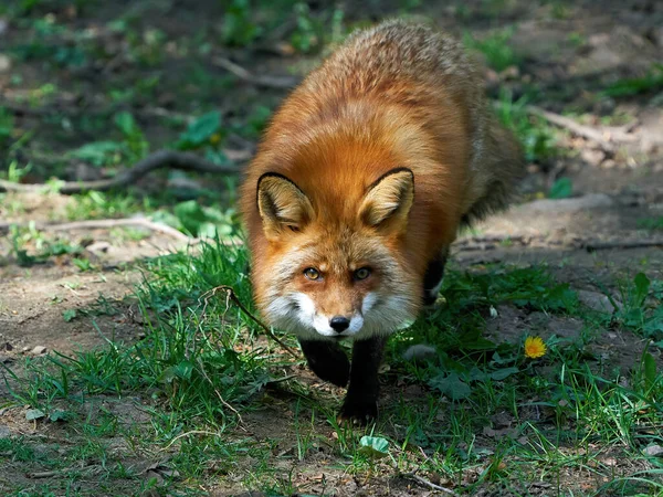 Red Fox Vulpes Vulpes Its Natural Environment Scandinavia — Stock Photo, Image