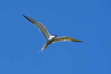 Doğal ortamında yaygın deniz feneri (Sterna hirundo)