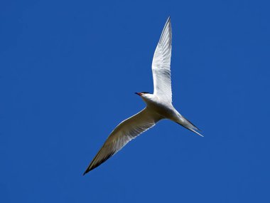 Doğal ortamında yaygın deniz feneri (Sterna hirundo)