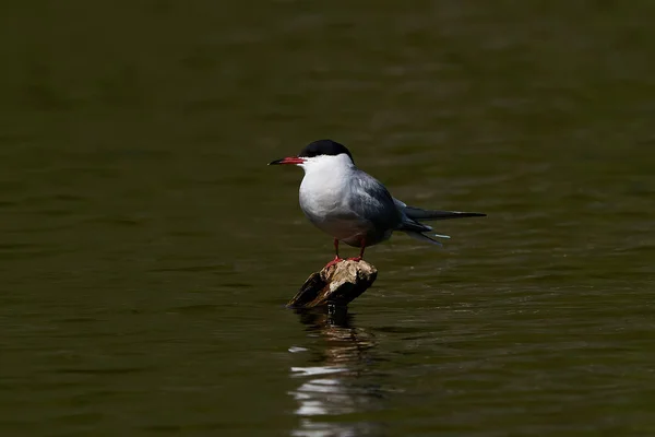 Rybák Obecný Sterna Hirundo Svém Přirozeném Prostředí — Stock fotografie