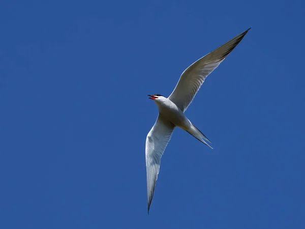 Tärna Sterna Hirundo Sin Naturliga Miljö — Stockfoto