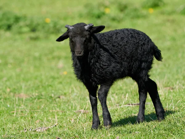 Junge Schwarze Schafe Ihrer Natürlichen Umgebung — Stockfoto
