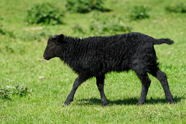 Ovelha Negra Juvenil Seu Ambiente Natural — Fotografia de Stock