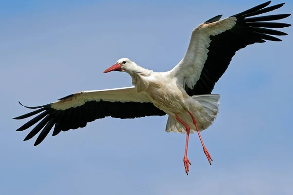 Cigogne Blanche Ciconia Ciconia Dans Son Habitat Naturel Scandinavie — Photo