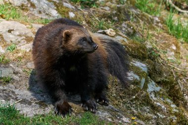 Wolverine (Gulo gulo) doğal ortamında