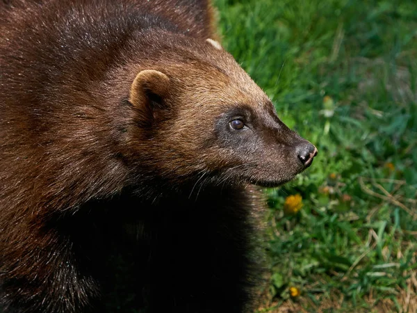 Wolverine Gulo Gulo Природному Середовищі — стокове фото