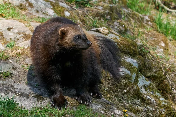 Wolverine Gulo Gulo Природному Середовищі — стокове фото