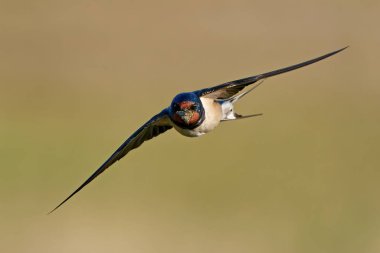 Danimarka 'daki habitatında ahır kırlangıcı