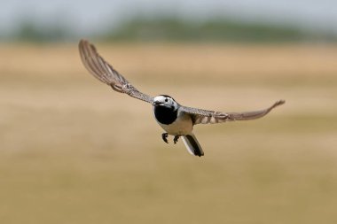 Arka planda bitki örtüsüyle uçan beyaz kuyruk