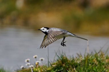 Arka planda bitki örtüsüyle uçan beyaz kuyruk