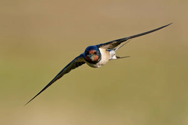 Barn Swallow Its Habitat Denmark — Stock Photo, Image