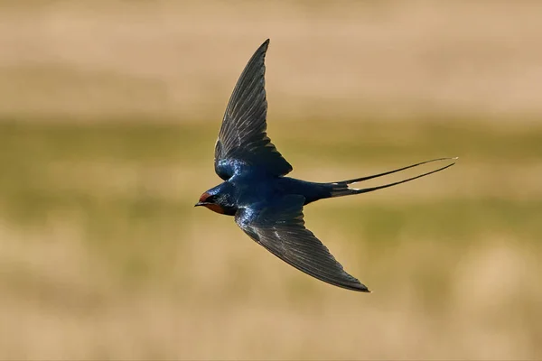 Barn Swallow Flight Vegetation Background — Stock Photo, Image
