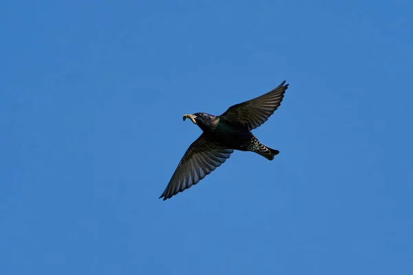 Grote Spreeuw Sturnus Vulgaris Tijdens Vlucht Met Blauwe Luchten Achtergrond — Stockfoto