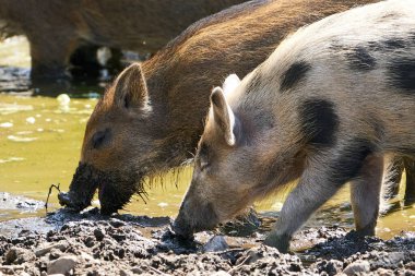 Genç Yaban Domuzu doğal ortamında
