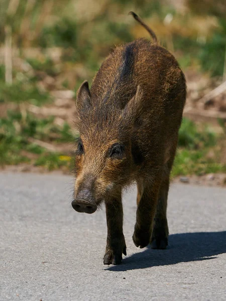 Juvenile Wild Boar Its Natural Enviroment — Stock Photo, Image