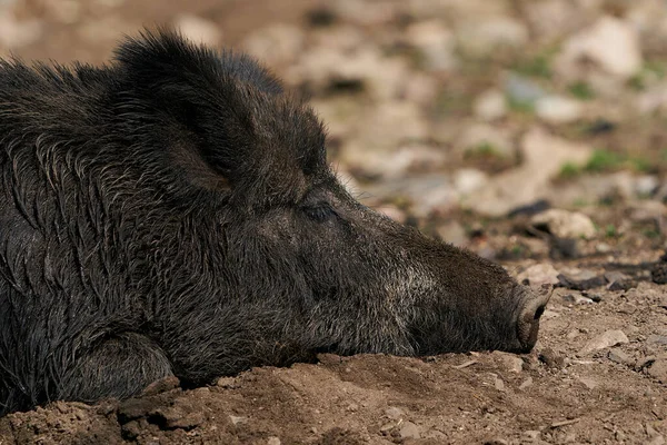 Wild Boar Its Natural Enviroment — Stock Photo, Image