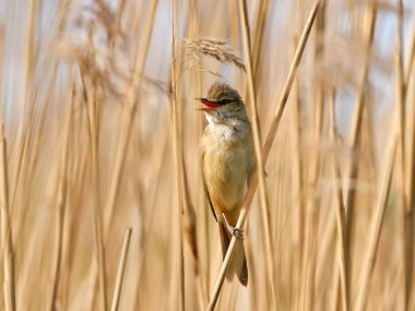 Doğal ortamında büyük sazlık bülbülü (Acrocephalus arundinaceus)