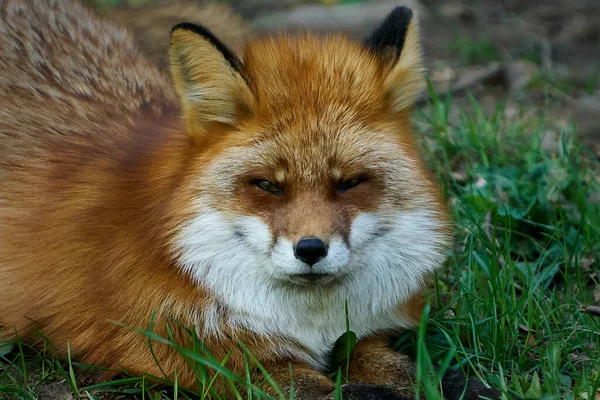 Red Fox Its Natural Environment Scandinavia — Stock Photo, Image