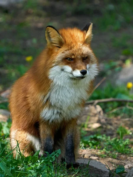 Red fox in its natural environment in Scandinavia