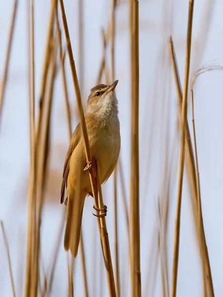 Paruline Roseau Acrocephalus Arundinaceus Dans Son Environnement Naturel — Photo