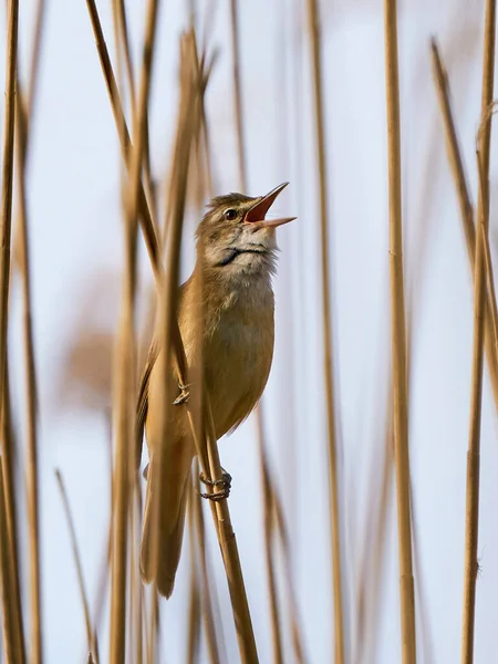 Paruline Roseau Acrocephalus Arundinaceus Dans Son Environnement Naturel — Photo