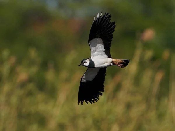 Northern Lapwing Its Natural Enviroment — Stock Photo, Image