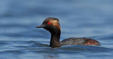 Danimarka 'daki doğal ortamında siyah boyunlu yunus balığı