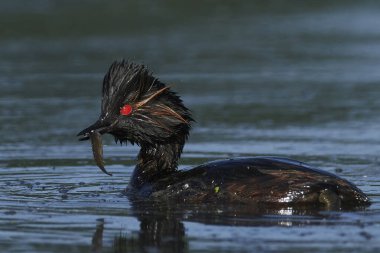 Danimarka 'daki doğal ortamında siyah boyunlu yunus balığı