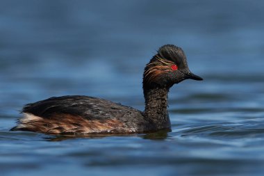 Danimarka 'daki doğal ortamında siyah boyunlu yunus balığı