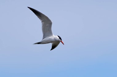 Hazar deniz kestanesi Danimarka habitatında uçuyor