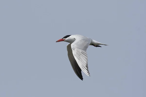 Sterne Caspienne Dans Son Habitat Naturel Danemark — Photo