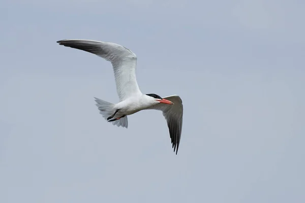 Tern Cáspio Seu Habitat Natural Dinamarca — Fotografia de Stock