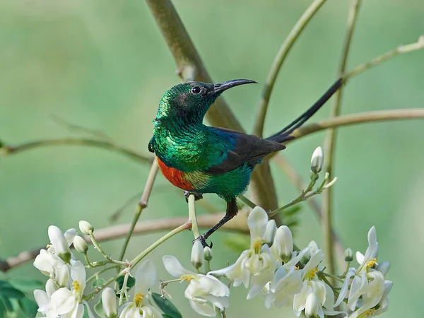 Gambiya Doğal Tabiatında Güzel Sunbird — Stok fotoğraf