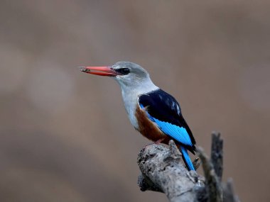 Gri başlı kingfisher doğal tabiatında Senegal içinde