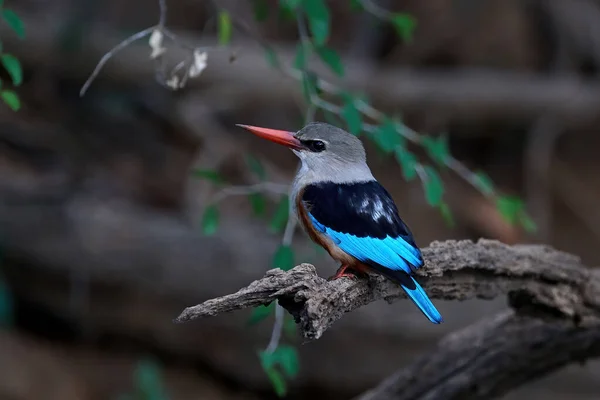 Gri Başlı Kingfisher Doğal Tabiatında Senegal Içinde — Stok fotoğraf