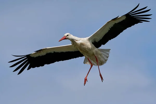 White Stork Its Natural Habitat Scandinavia — Stock Photo, Image