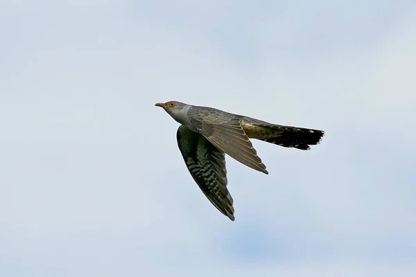 背景に青い空を背景にした飛行中の一般的なカッコウ — ストック写真
